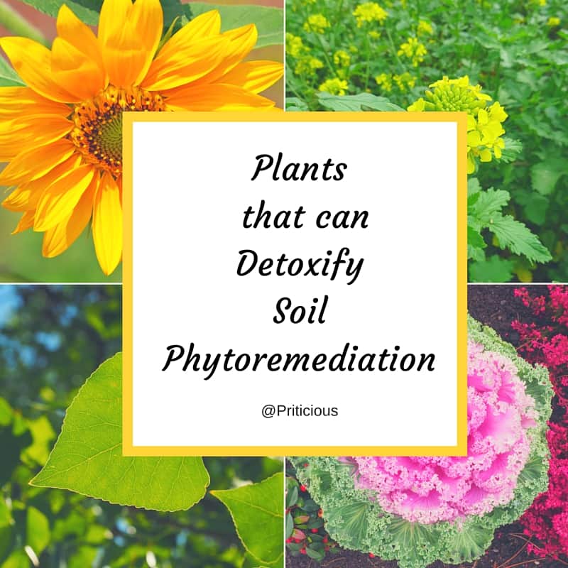list of phytoremediation plant poster