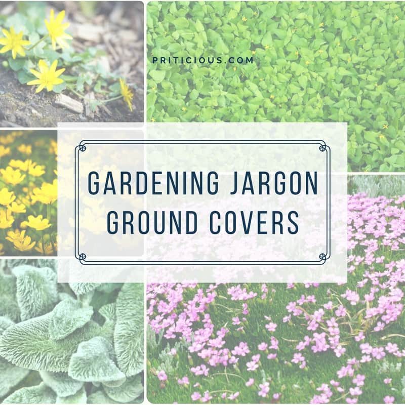 What is ground cover